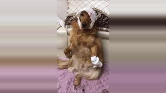 成人训练金毛视频,从基础到进阶