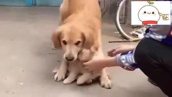 成人训练金毛视频,从基础到进阶