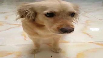 成人训练金毛视频,从基础到进阶