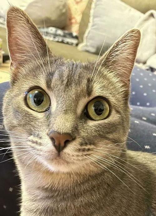 红狐长成人形了吗视频,奇幻旅程揭秘